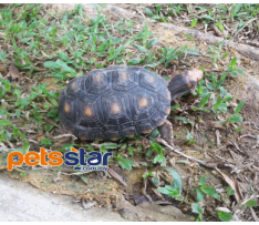 Cherryhead Tortoises Info